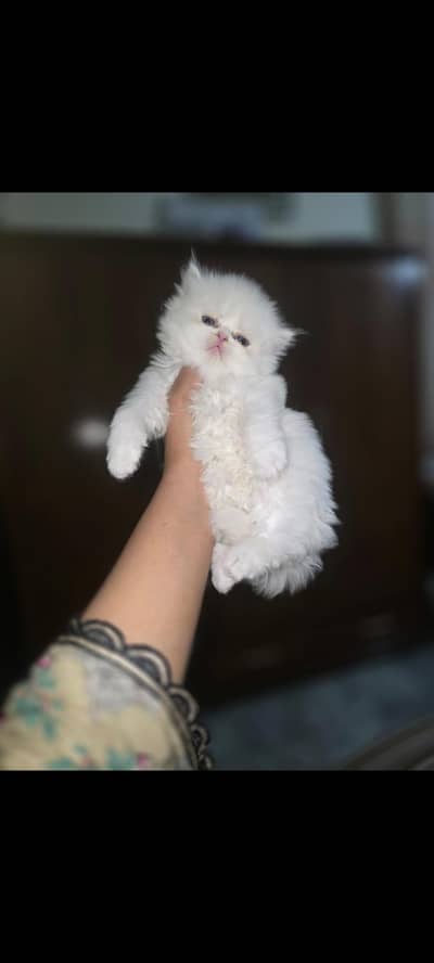 Adorable 50-day-old white kittens forsale