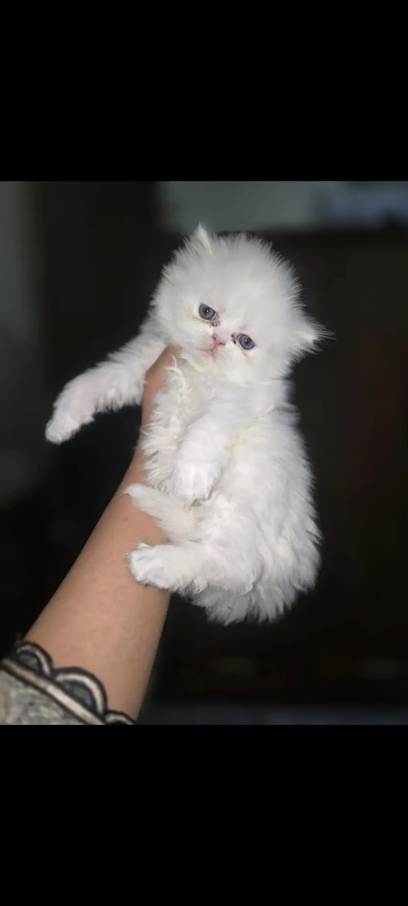 Adorable 50-day-old white kittens forsale — photo 2