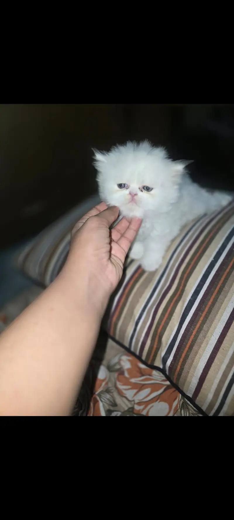 Adorable 50-day-old white kittens forsale — photo 3