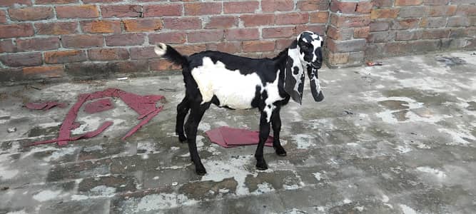 Kids for sell