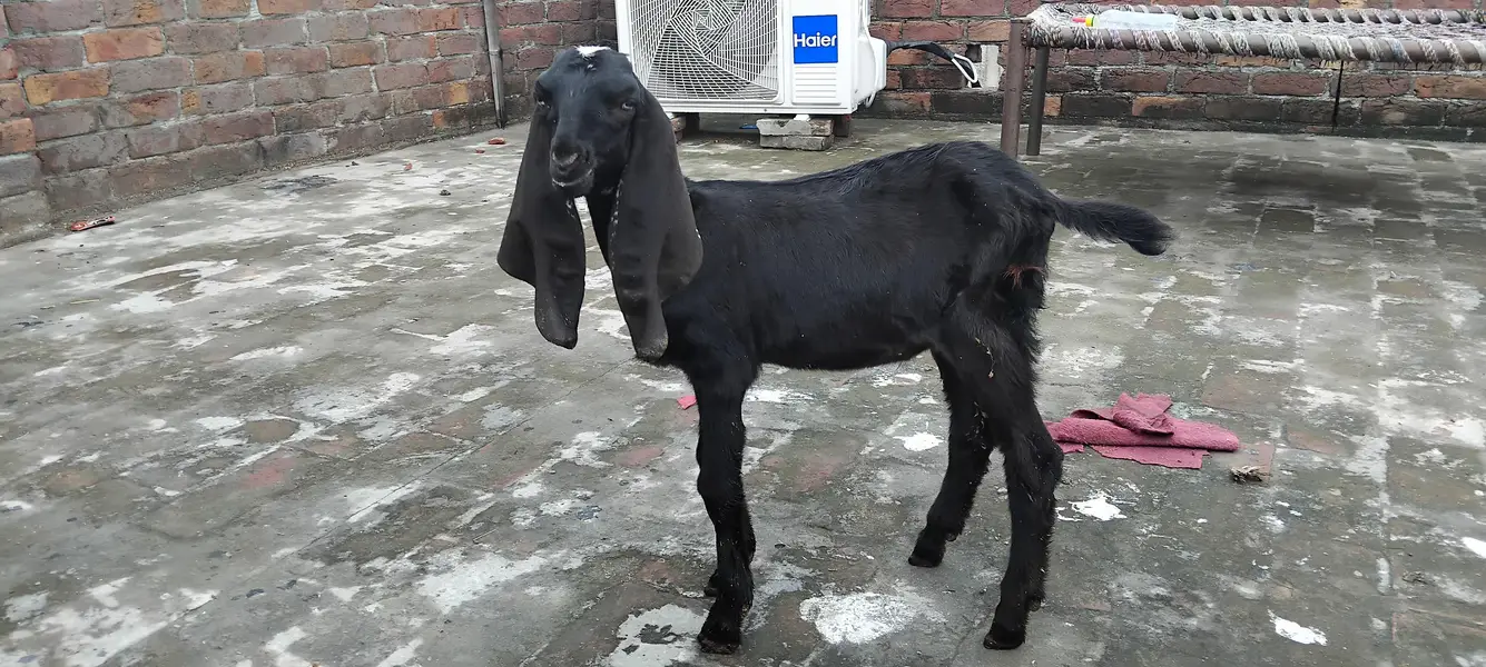 Kids for sell — photo 3