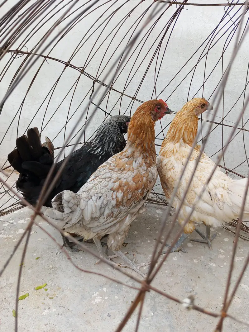 Golden misri pathia for sale — photo 2