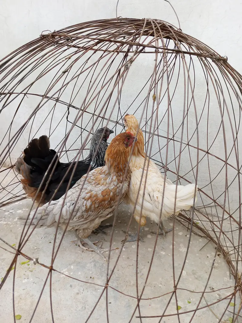 Golden misri pathia for sale — photo 4