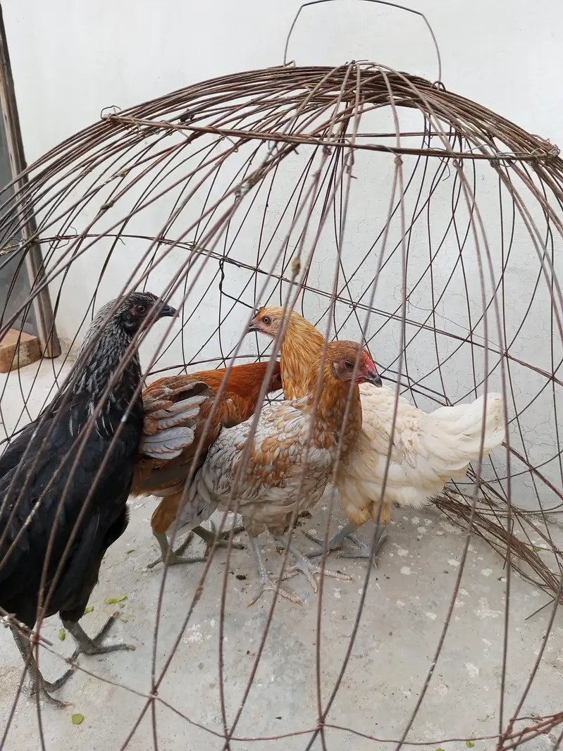 Golden misri pathia for sale — photo 6