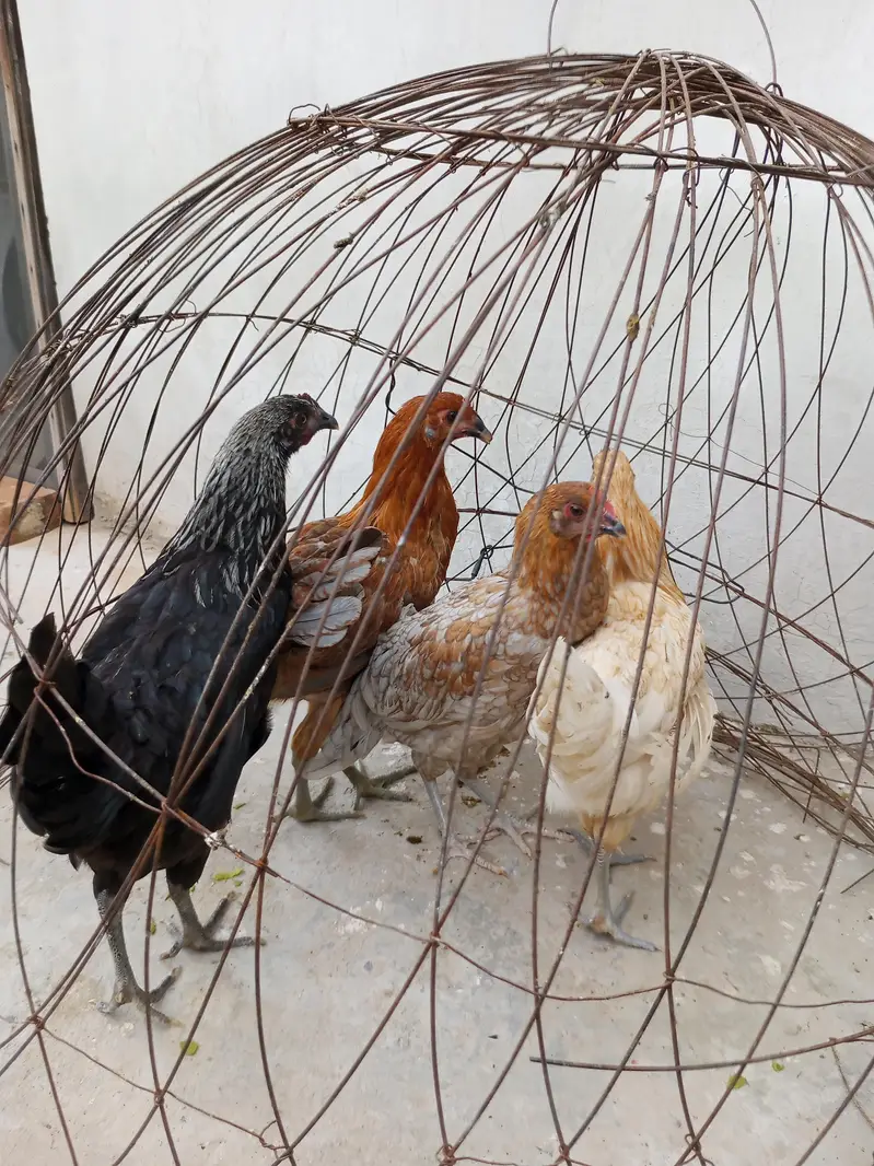 Golden misri pathia for sale — photo 7