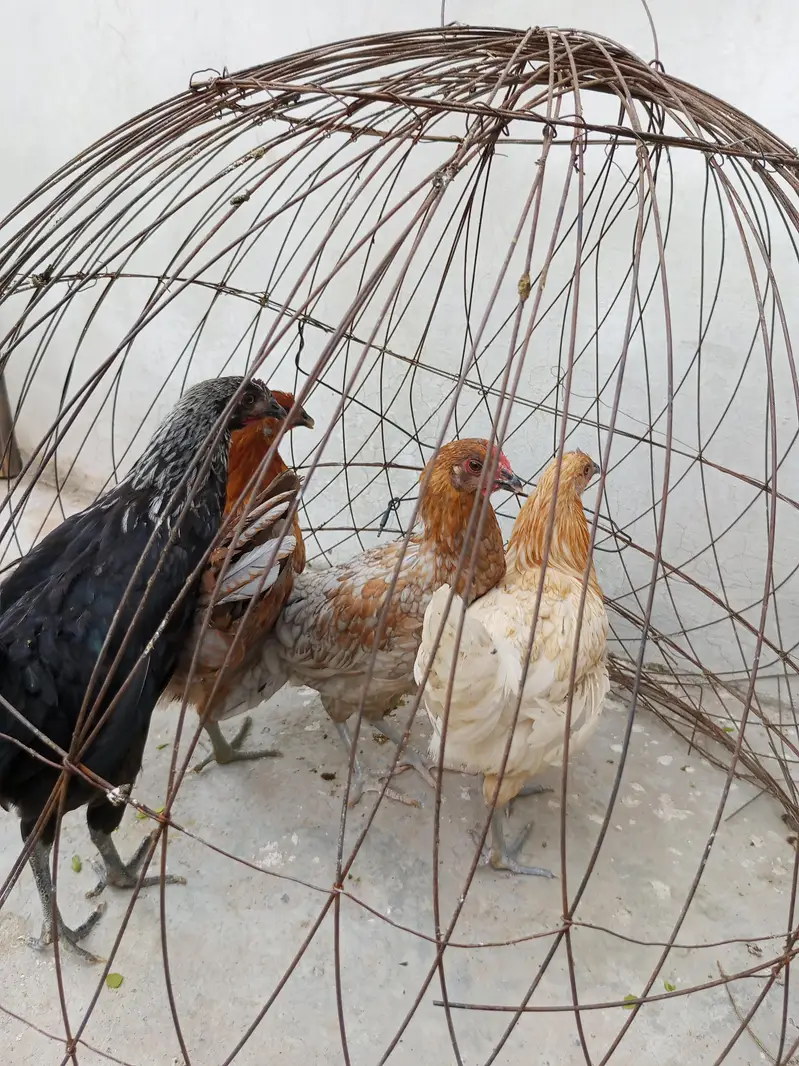 Golden misri pathia for sale — photo 8