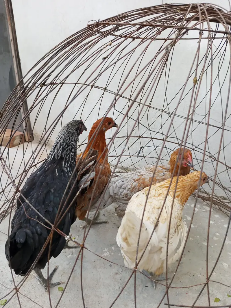 Golden misri pathia for sale — photo 9