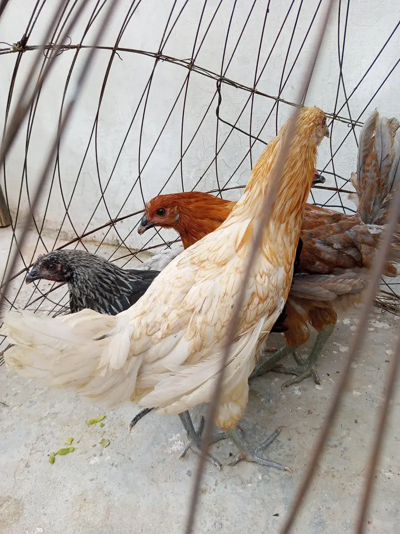 Golden misri pathia for sale — photo 10