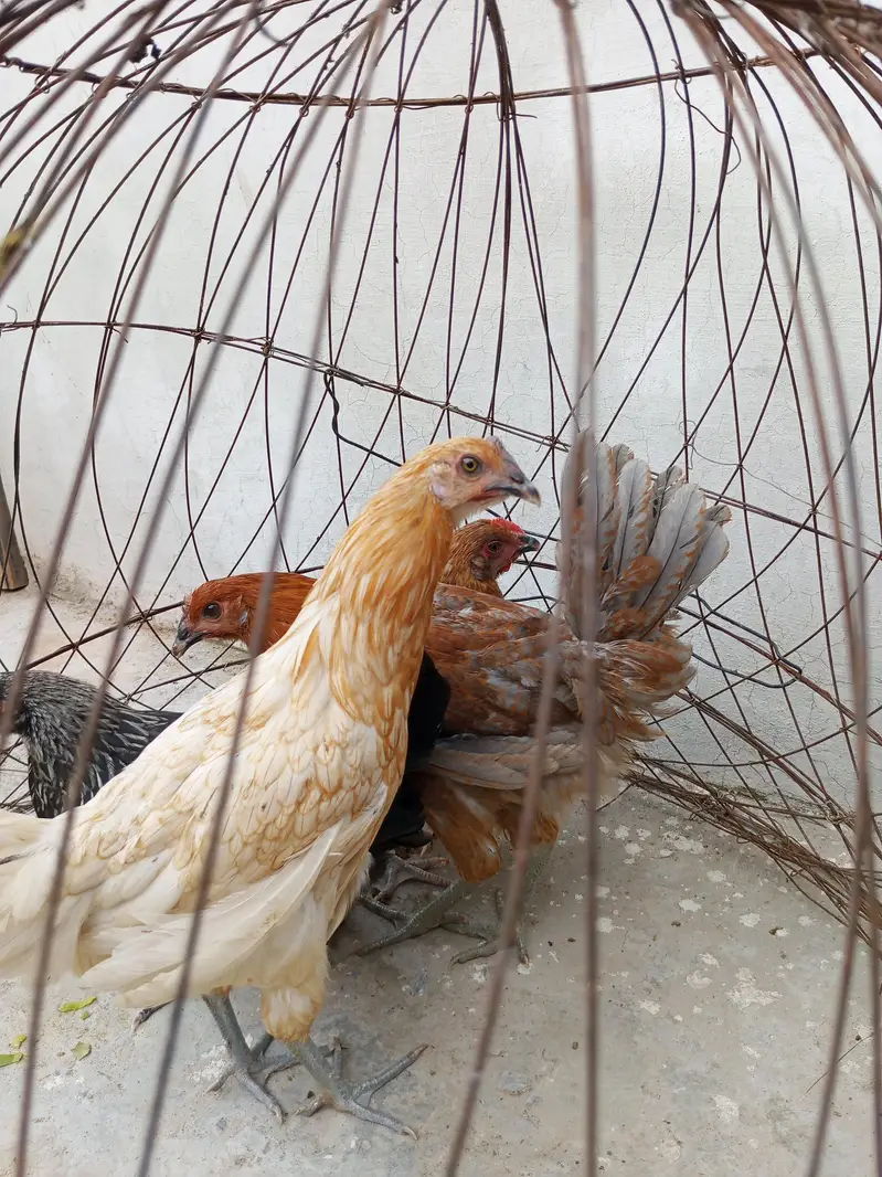 Golden misri pathia for sale — photo 11