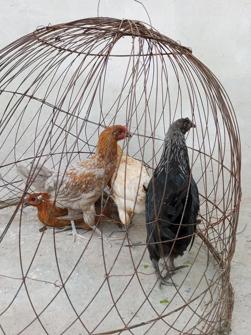 Golden misri pathia for sale — photo 12