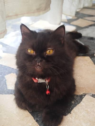Beautiful Black Female Persian Cat | Fluffy Coat | Golden Eyes