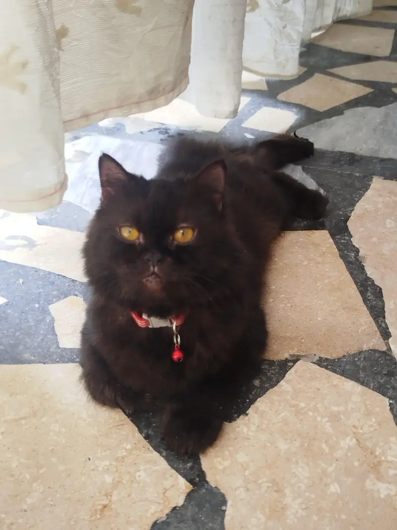Beautiful Black Female Persian Cat | Fluffy Coat | Golden Eyes — photo 3