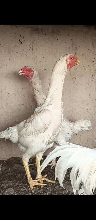 O shamo female / hens / Aseel / murga / chicks / male / female / eggs
