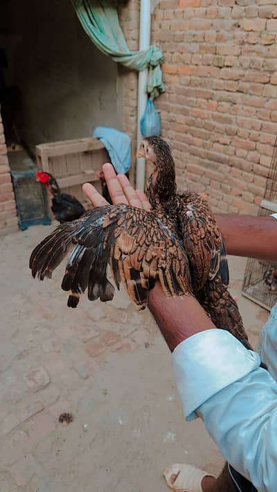 Shammo muger kamalia x japanese Vietnam black shammo