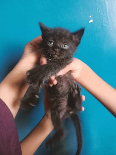 3 males and 3 female kitten 45 days semi persian mix breed