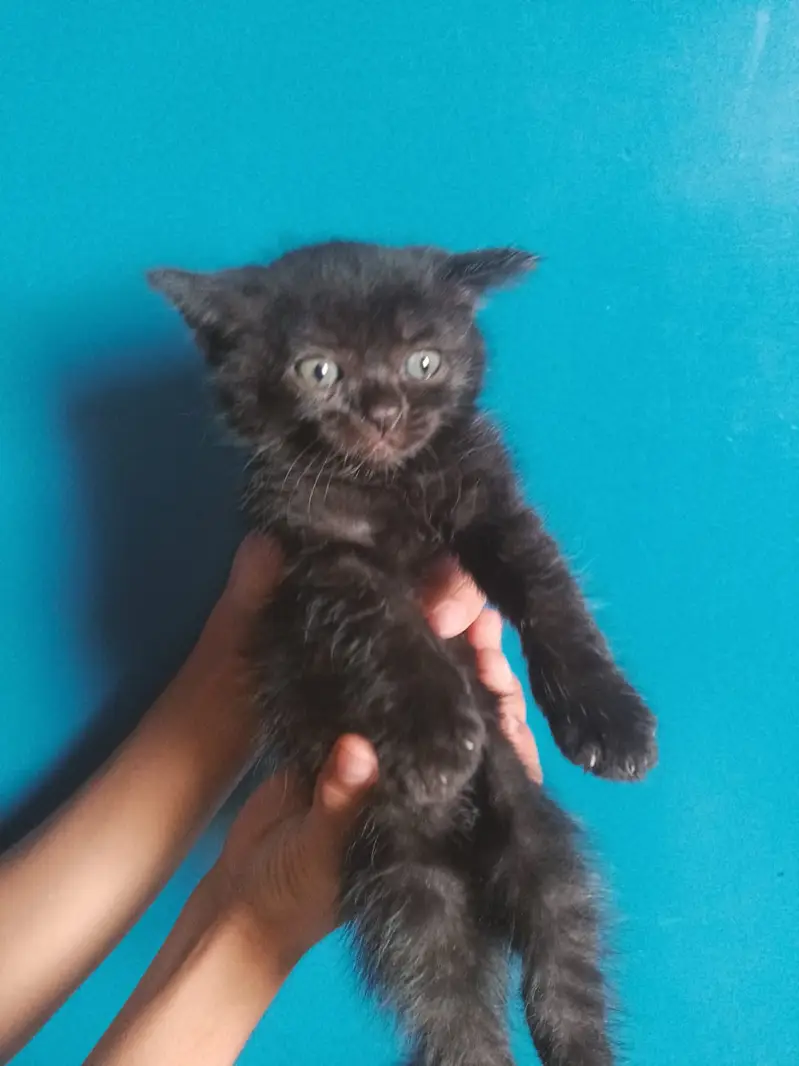 3 males and 3 female kitten 45 days semi persian mix breed — photo 2
