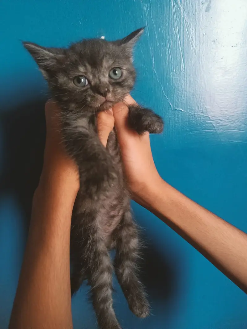 3 males and 3 female kitten 45 days semi persian mix breed — photo 3