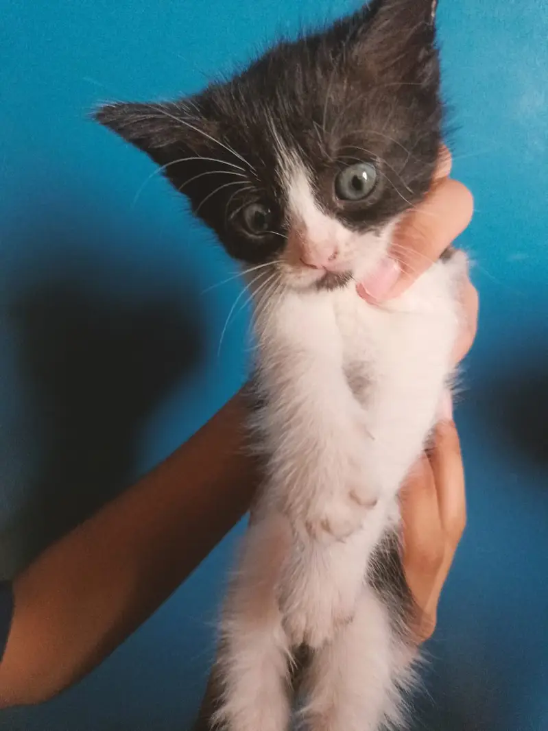 3 males and 3 female kitten 45 days semi persian mix breed — photo 4