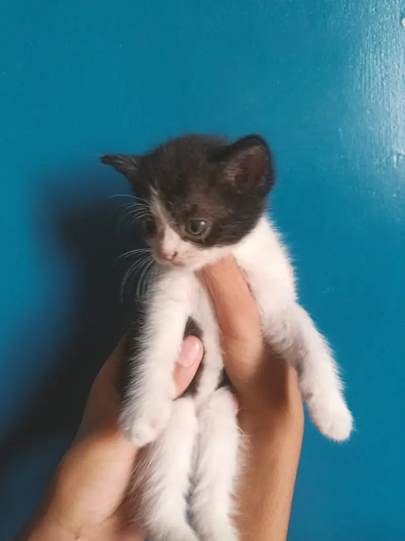3 males and 3 female kitten 45 days semi persian mix breed — photo 5