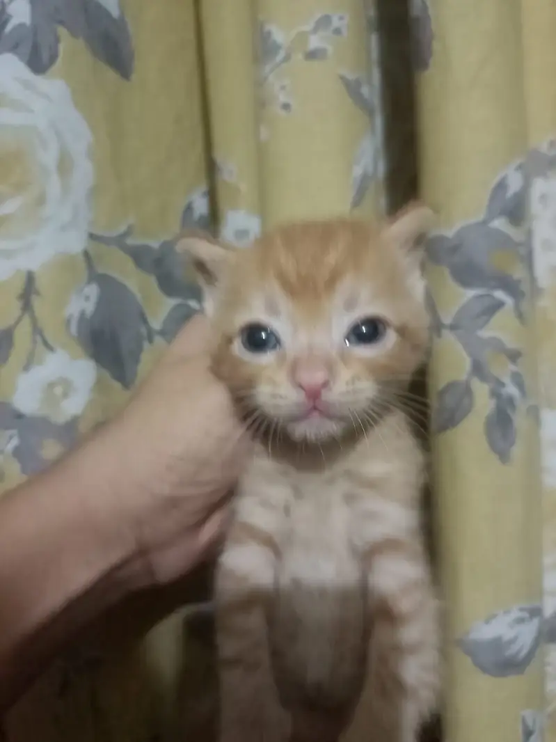 3 males and 3 female kitten 45 days semi persian mix breed — photo 6