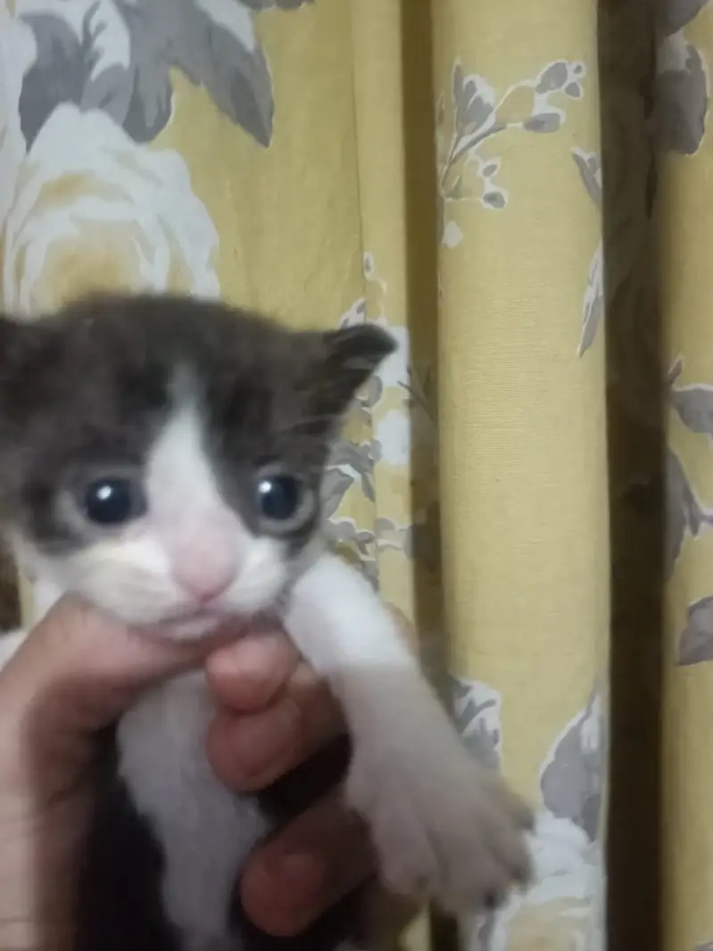 3 males and 3 female kitten 45 days semi persian mix breed — photo 7