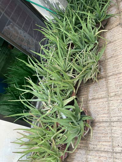 Aloe vera plant