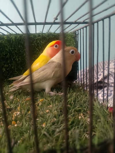 lotino and lovebird for sale in reasonable price