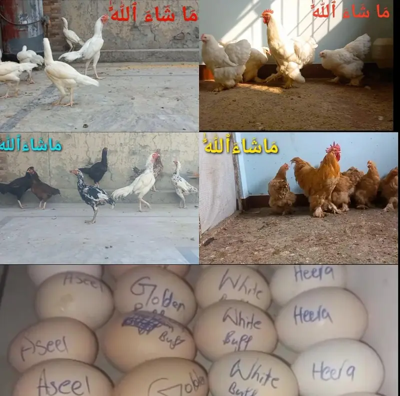 Pakistani Aseel Chicks 03204143422 — photo 4