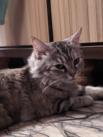 Semi Persian Female Cat Adoption