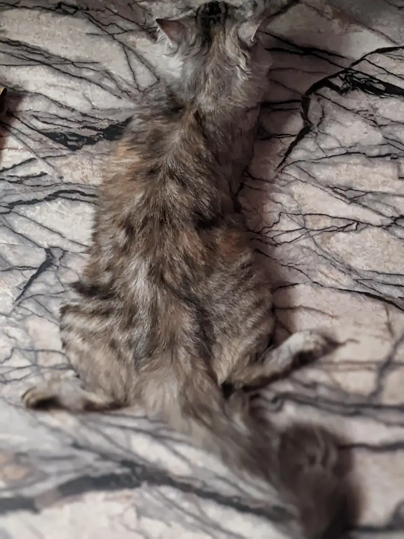 Semi Persian Female Cat Adoption — photo 2