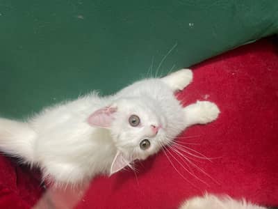 Beautiful White Hazel Eyes Persian Kitten For Loving Family