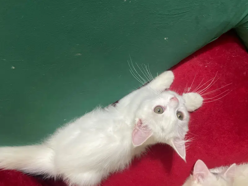 Beautiful White Hazel Eyes Persian Kitten For Loving Family — photo 2