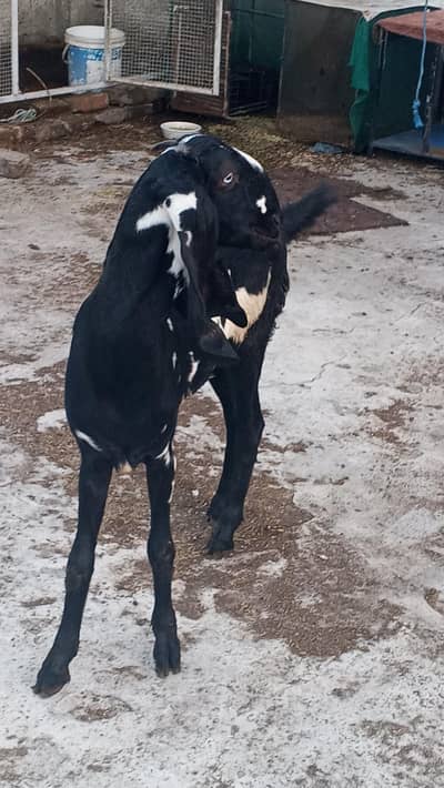 Beetal Goats