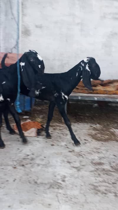 Beetal Goats