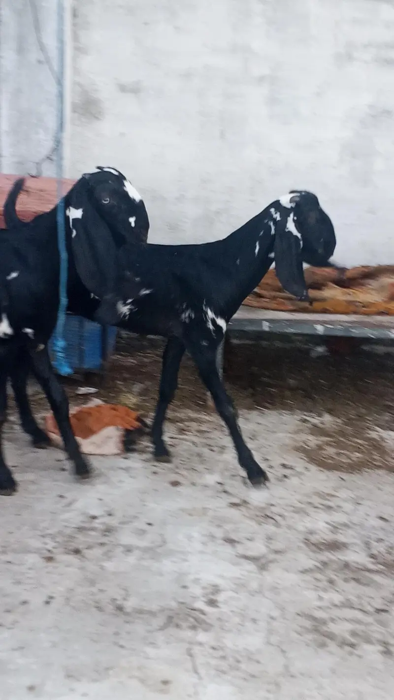 Beetal Goats — photo 2