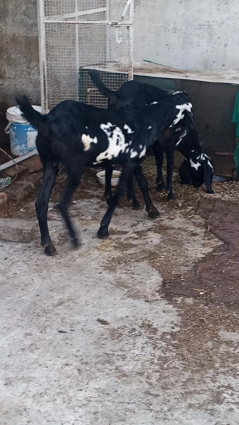 Beetal Goats — photo 3