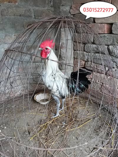 Misri patha for sale