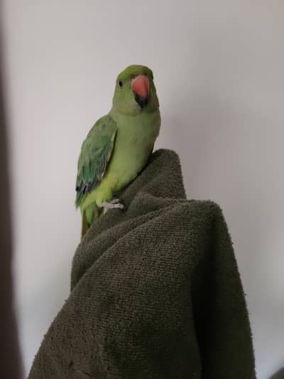 hand tame male parrot for breeding