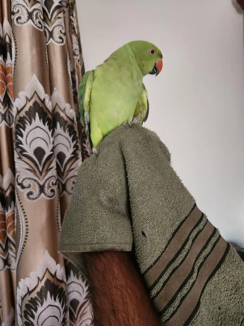 hand tame male parrot for breeding — photo 2