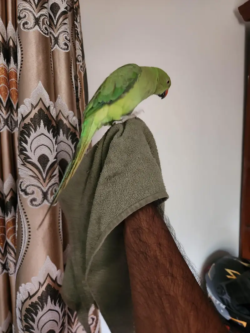 hand tame male parrot for breeding — photo 3