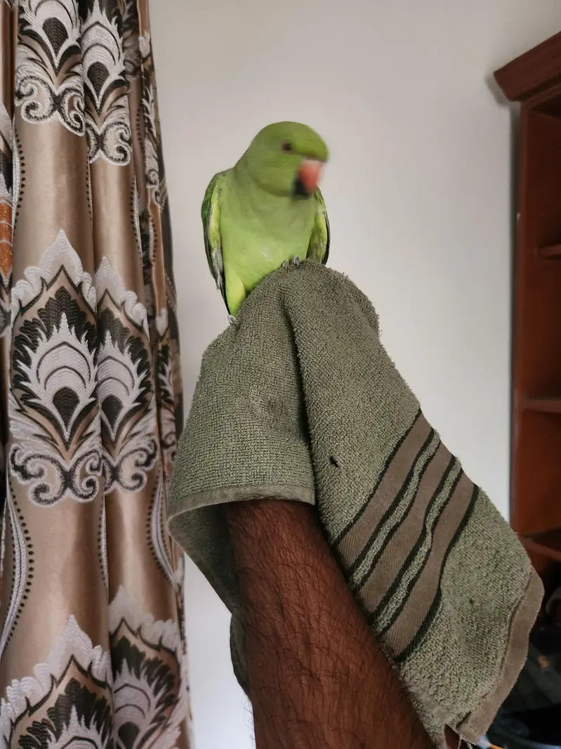 hand tame male parrot for breeding — photo 4