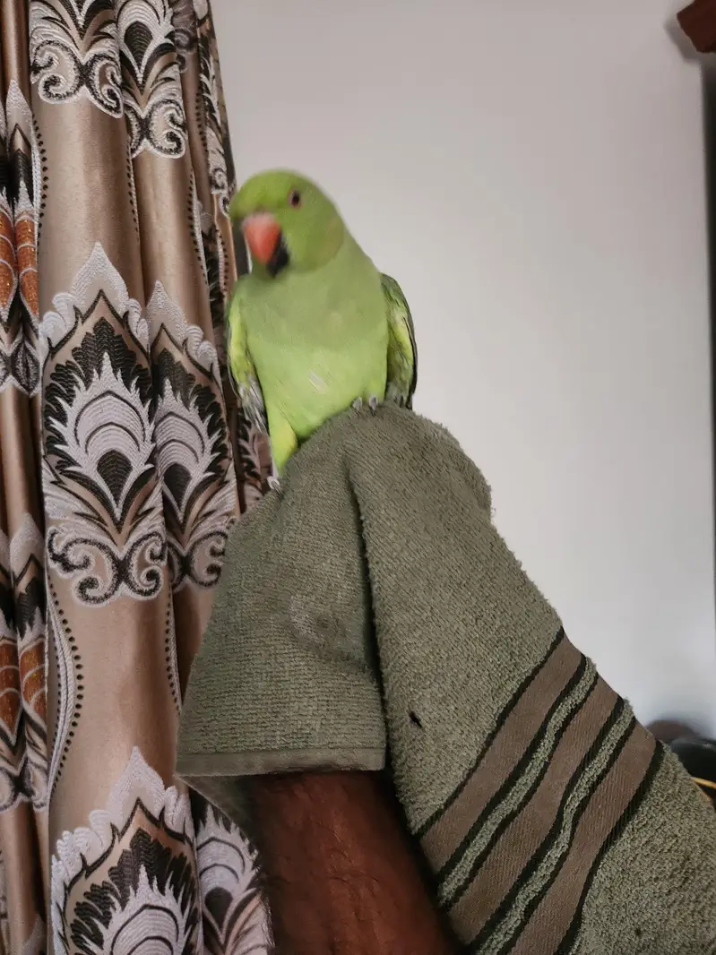 hand tame male parrot for breeding — photo 5