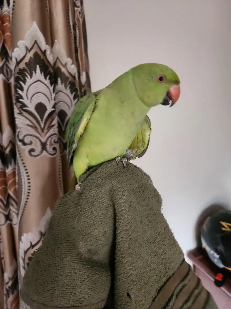 hand tame male parrot for breeding — photo 6