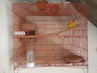 Loutaino Red Eyes Pair With Large Cage
