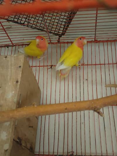 Loutaino Red Eyes Pair With Box