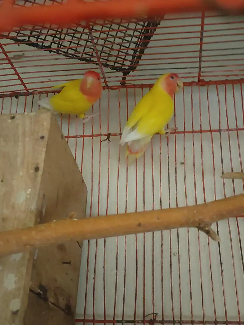 Loutaino Red Eyes Pair With Large Cage — photo 3