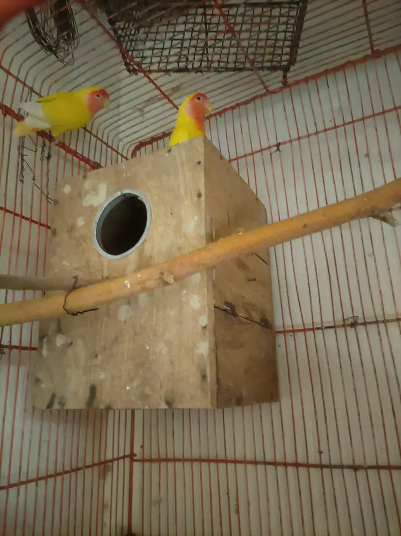 Loutaino Red Eyes Pair With Large Cage — photo 4