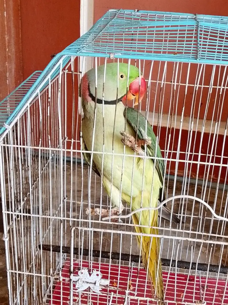raw parrot male — photo 2