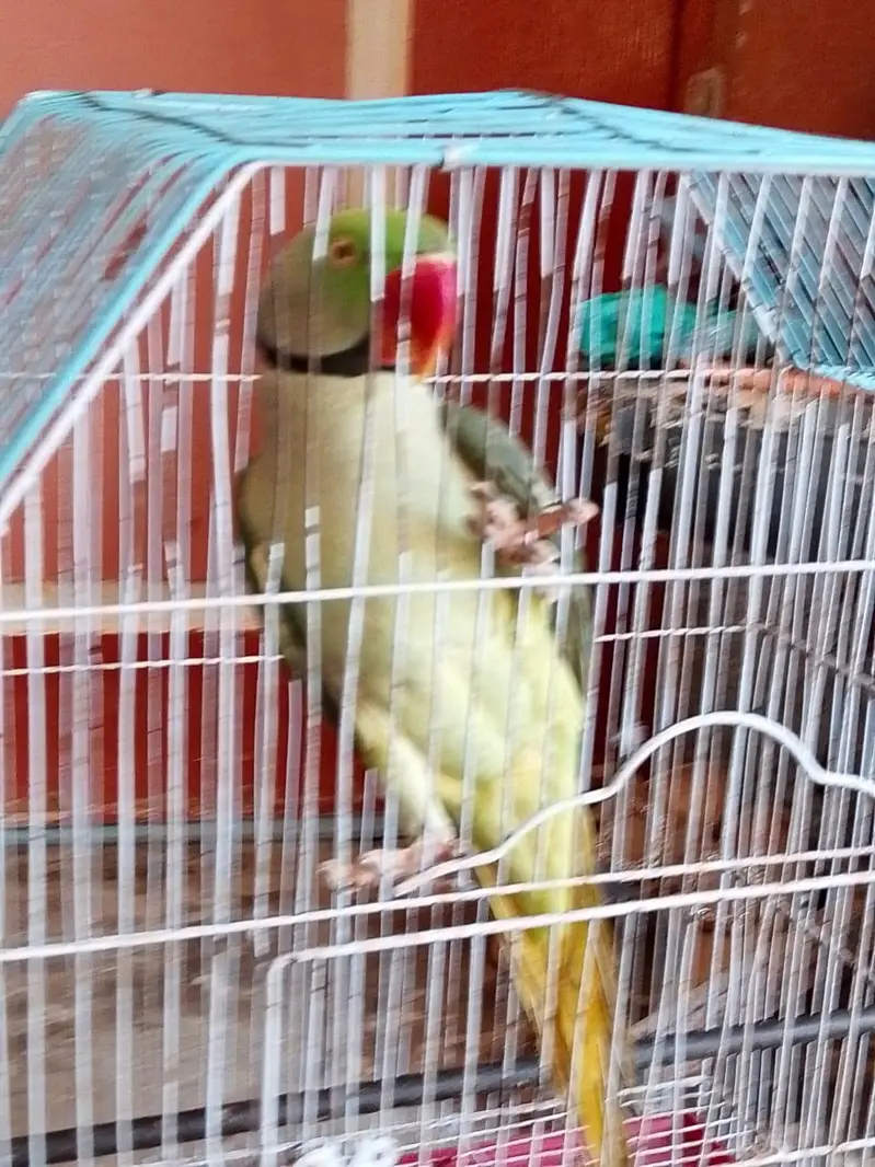 raw parrot male — photo 3