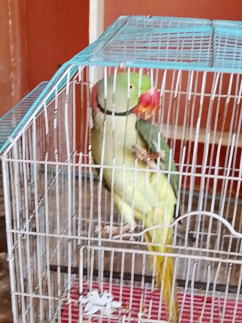 raw parrot male — photo 4